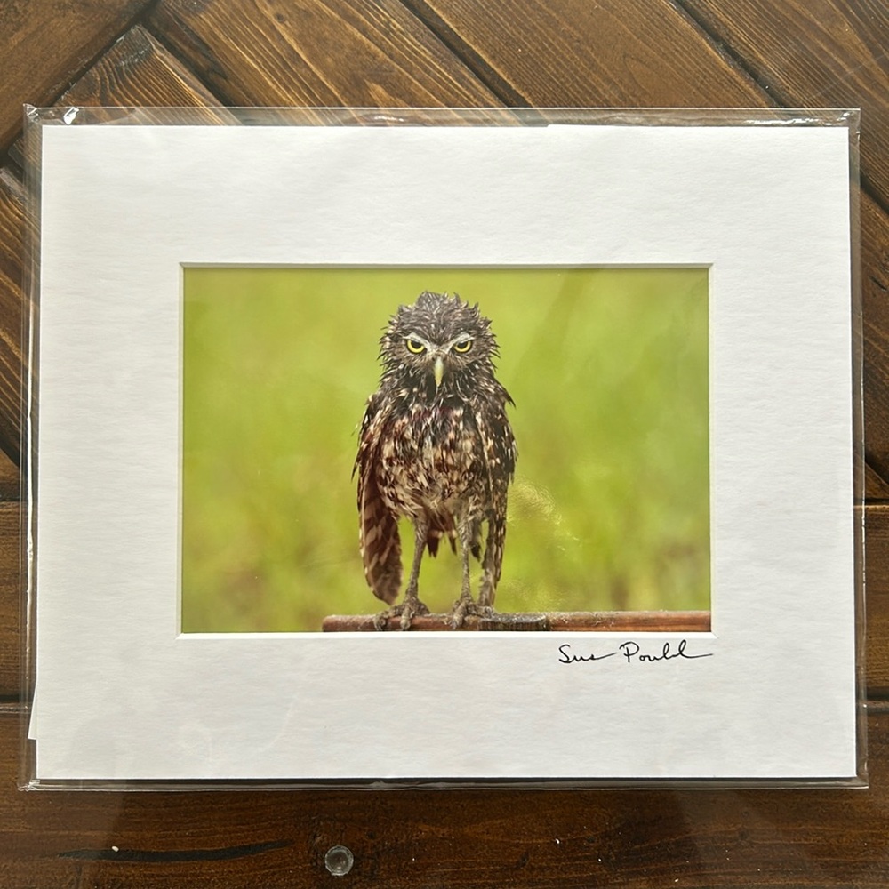 Wet Burrowing Owl Matte Photo